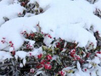 Sneeuwwandeling Tielt Poelberg 120