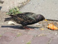 IMG 1194