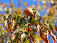 Chateau de Vignee - Herfst 028