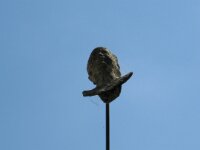 IMG 7522