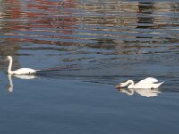Givet CabrioFun 0062