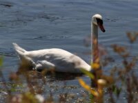 Givet CabrioFun 0115