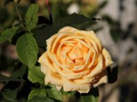Givet CabrioFun 0264