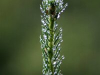 0016 - Lichtenhainer Wasserfall