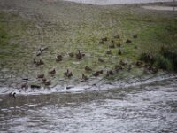 0223 - Dampfschiff 2014