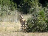 084 Donana