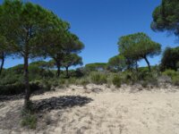 094 Donana