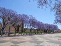 046 Dag 7 Jerez